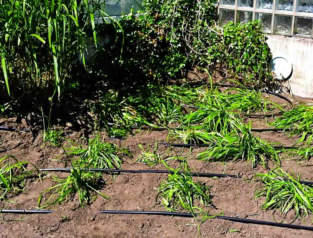 Trädgård-vattenförsörjning